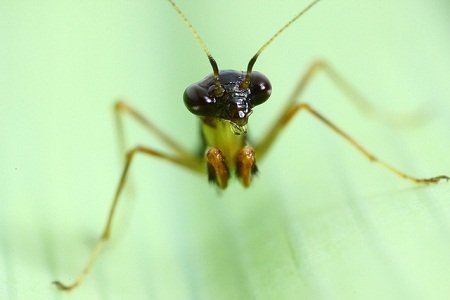 Vì[-]sao[-]chúng[-]lại[-]có[-]hình[-]dáng[-]giống[-]hệt[-]loài[-]kiến?